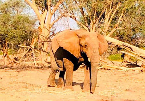 Desert elephant
